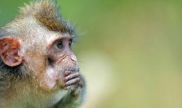 Macacos poderiam falar como os humanos. Ento, por que no falam?