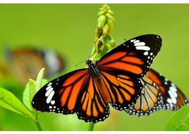 Como as lagartas se transformam em borboletas?
